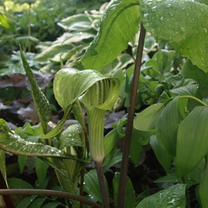 Arisaema triphyllum: Jack in the pulpit