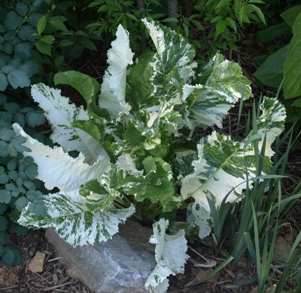 Armoracia rusticana 'Variegata': variegated horseradish