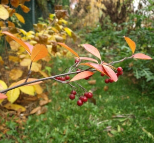 Aronia arbutifolia 'Brilliant'