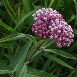 Asclepias incarnata: swamp milkweed