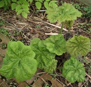 Astilboides tabularis - new growth