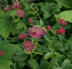 Astrantia major 'Ruby Wedding': great masterwort