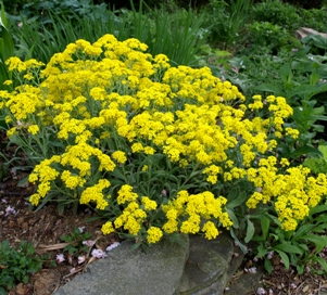 Aurinia saxatilis: basket of gold