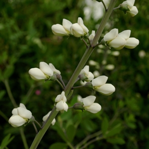 Baptisia alba: white false indigo