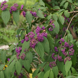 Callicarpa japonica: Japanese beautyberry