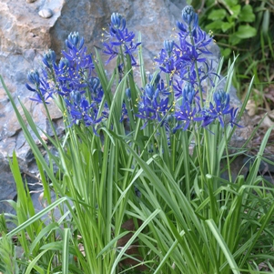 Camassia quamash: indian hyacinth