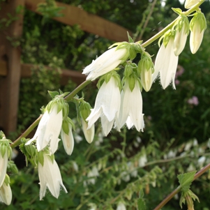 Campanula alliariifolia: ivory bells