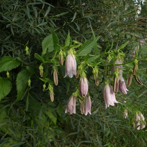 Campanula takesimana: Korean bellflower