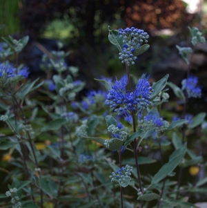 Caryopteris clandonensis: bluebeard