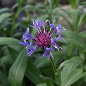 Centaurea montana: mountain bluet