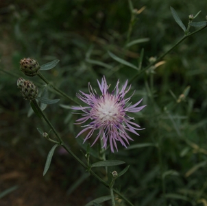 Centaurea stoebe (maculosa): knapweed