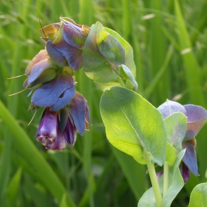 Cerinthe major Purpurescens: honeywort