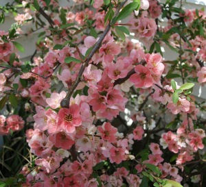Chaenomeles 'Toyo Nishiki': flowering quince
