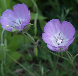 Clarkia bottae: Punchbowl godetia