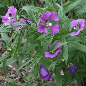 Clarkia pulchella: godetia