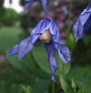 Clematis integrifolia