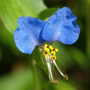 Commelina communis: asiatic dayflower