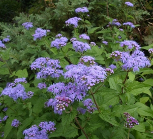 Conoclinium or eupatorium coelestinum: hardy ageratum