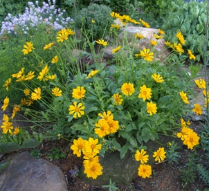 Coreopsis auriculata 'Zamphir': mouse-ear tickseed