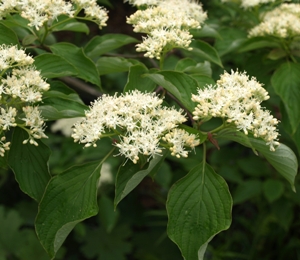 Cornus alternifolia: pagoda dogwood