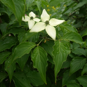 Cornus kousa: Japanese dogwood