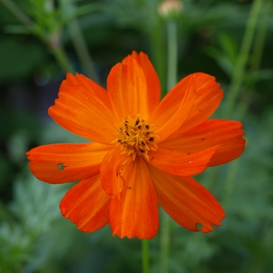 Cosmos sulphureus: orange cosmos