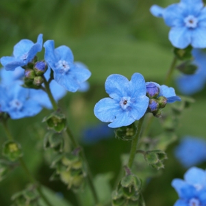 Cynoglossum amabile: Chinese forget-me-not