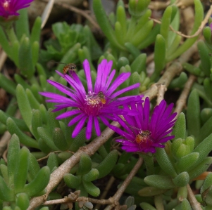 Delosperma cooperi: hardy ice plant