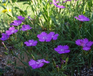 Dianthus amurensis: Amur pink