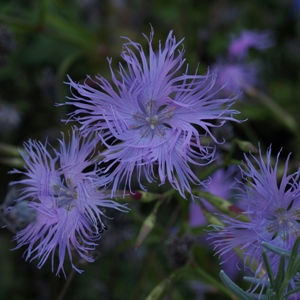 Dianthus superbus var. longicalycinus: fringed pink