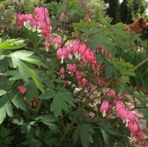 Dicentra spectabilis: bleeding heart