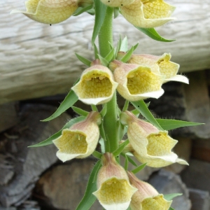 Digitalis fontanesii: perennial foxglove