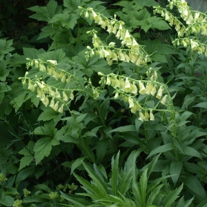 Digitalis grandiflora: perennial foxglove