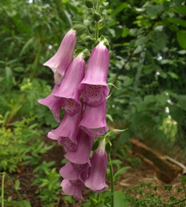 Digitalis thapsi: foxglove