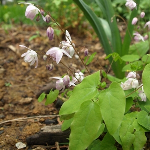 Epimedium x youngianum 'Roseum': rose fairy barrenwort