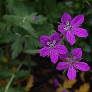 Erodium manescavii: heronsbill