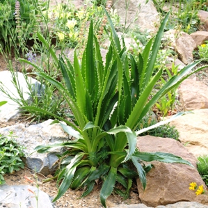 Eryngium agavifolium: agave-leaved eryngo