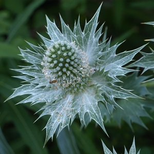 Eryngium giganteum: Miss Willmott's Ghost, sea holly