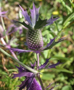 Eryngium leavenworthii: Leavenworth's eryngo