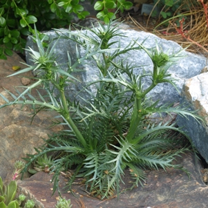 Eryngium venustum