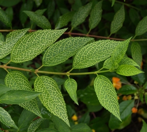 Forsythia viridissima var. koreana 'Kumson': variegated Korean forsythia