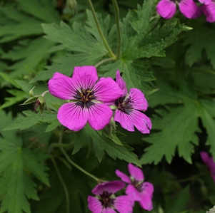 Geranium psilostemon: cranesbill