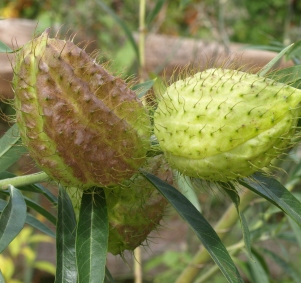 Gomphocarpus physocarpus: pufferfish milkweed