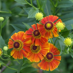 Helenium autumnale: sneezeweed, Helen's flower