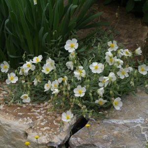 Helianthemum apenninum: white rock rose