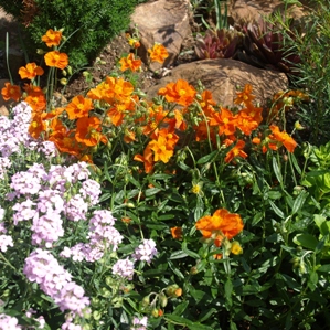 Helianthemum nummularium 'Ben More': rock rose