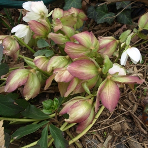 Helleborus niger: faded flowers of Christmas rose