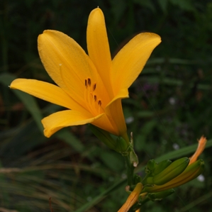 Hemerocallis middendorffii: Amur or Chinese daylily