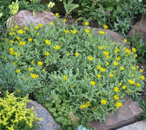 Heterotheca pumila: alpine false goldenaster