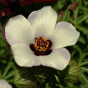 Hibiscus trionum:flower of an hour